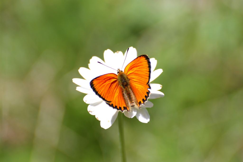 Lycaena virgaureae maschio